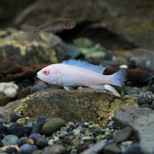 (熱帯魚 生体)スノーホワイトシクリッド　（約2-4cm）（4匹）