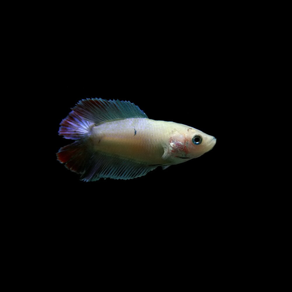 (熱帯魚 ベタ)ベタ　ダブルテール　色おまかせ　メス ♀　（約2-3cm）（1匹）