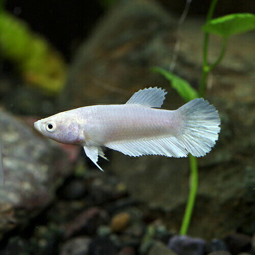 (熱帯魚生体)ベタプラガットプラチナホワイトメス(約3cm)(1匹) ネッタイギョ 水槽/熱帯魚/観賞魚/飼育 生体 通販