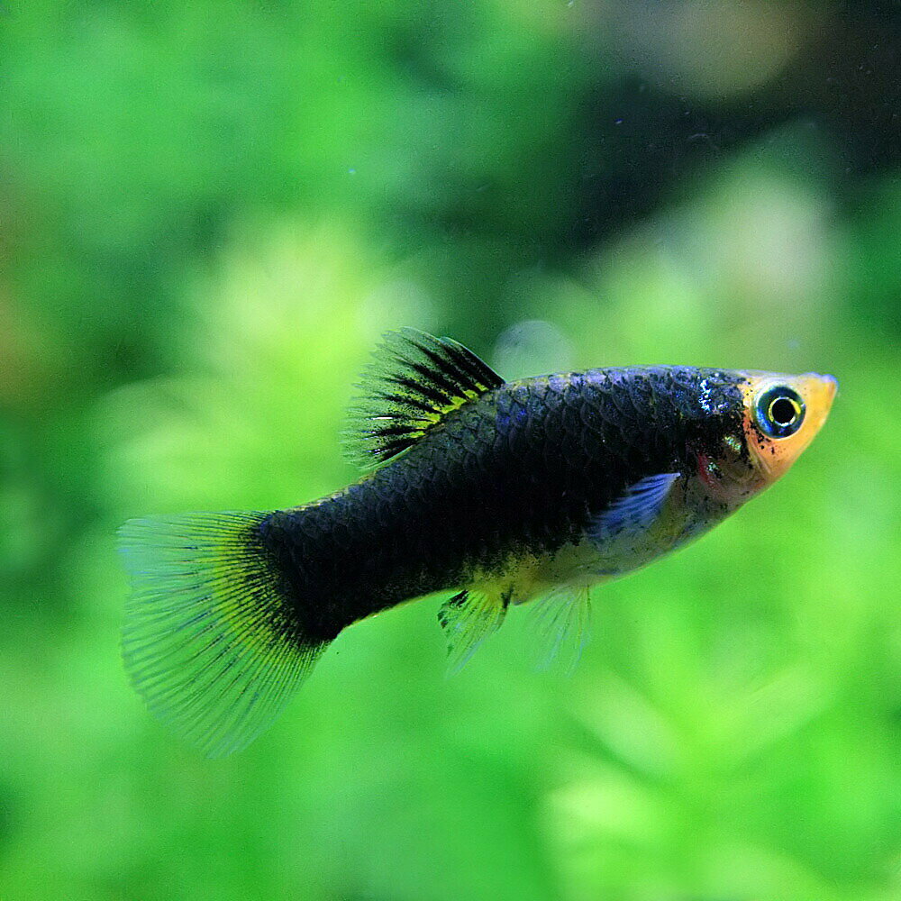 ヘルメットプラティ 【学名】 Xiphophorus maculatus var. 【最大全長】 約5cm 【適正水温】 20～26℃ 【水質】 中性～弱アルカリ性 【分布】 改良品種 【混泳】 温和な為混泳は可能です 【当店の与えている餌】 冷凍赤虫 【その他オススメな餌】 顆粒状飼料、クランブル 【推奨水槽サイズ】 45cm～ 【プラティの基本的な特徴】 メキシコを中心とする中南米に生息する卵胎生メダカ（卵でなく成長した稚魚を直接生む）を原種とし、今日では非常に多くの改良品種のバリエーションが作出されており、現在でも毎年のように新しい種類が東南アジアで生み出されています。 活発に泳ぎまわり、代謝もよいので、60cm水槽からの飼育がよいでしょう。 本種は基本的に飼育は容易で、熱帯魚初心者の方にもお勧めできます。 繁殖も、狙わずとも、殖えていくような感覚で楽しめます。 飼育にあたって注意点は、本種は弱アルカリ性の新しい水を好み、また、水も汚れやすいので、定期的な換水は必要になります。 若干塩分を加えると調子が上がりやすいです。 水換をせず、PHの低くなった水質で飼育を続けると尾腐れ病が出やすくなり、また、ヒレをたたんでしまう傾向にあります。 飼育する上で、痩せさせないことも重要で、ある程度太らせて体力をつけさせることで病気に対しての抵抗力もでてきます。 プラティの仲間は白点病にやや罹りやすいですが、適切に早期対応（水温を28～30度位に上げるのも有効な手段です。）すれば、治りやすいです。 【繁殖難易度】 ★☆☆☆☆ 【入荷頻度】 1ヶ月に1度位 【関連キーワード】 ▼(熱帯魚) (プラティ)[fish]