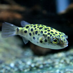 (熱帯魚 生体)ミドリフグ　（約2-3cm）（10匹）【水槽/熱帯魚/観賞魚/飼育】【生体】【通販/販売】【アクアリウム/あくありうむ】【小型】