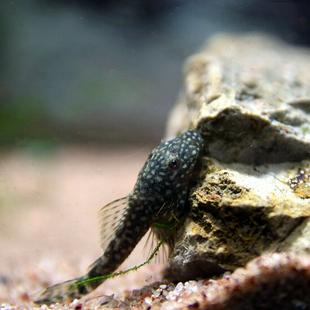 楽天市場 熱帯魚 プレコ ミニブッシープレコ 約3 5cm 2匹 水槽 熱帯魚 観賞魚 飼育 生体 通販 販売 アクアリウム あくありうむ ネオス 楽天市場店 みんなのレビュー 口コミ 楽天市場 熱帯魚 プレコ ミニブッシープレコ 約3 5cm 2匹 水槽 熱帯魚 観賞魚 飼育 生体 通販 販売 アクアリウム あくありうむ ネオス 楽天市場店 みんなのレビュー 口コミ