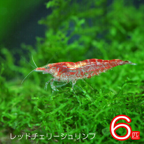 (エビ)レッドチェリーシュリンプ （約1.5cm）（6匹）【Tropical fish】【水槽/熱帯魚/観賞魚/飼育】【生体】【通販/販売】【アクアリウム/あくありうむ】【小型】