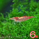 (エビ)レッドチェリーシュリンプ （約1.5cm）（6匹）【Tropical fish】【水槽/熱帯魚/観賞魚/飼育】【生体】【通販/販売】【アクアリウム/あくありうむ】【小型】