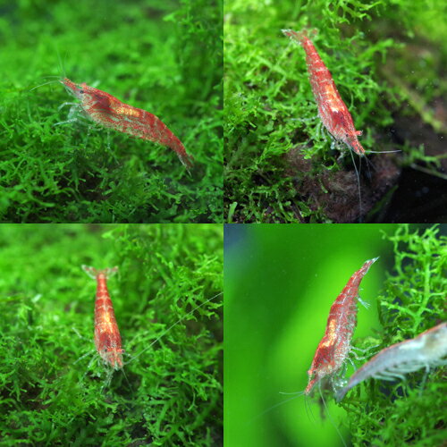 (エビ)レッドチェリーシュリンプ　（約1.5cm）（100匹）【水槽/熱帯魚/観賞魚/飼育】【生体】【通販/販売】【アクアリウム/あくありうむ】【小型】