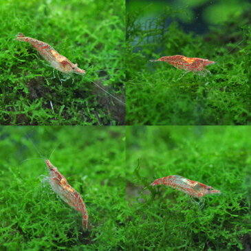 (エビ)レッドチェリーシュリンプ（約1.5cm）（100匹）【水槽/熱帯魚/観賞魚/飼育】【生体】【通販/販売】【アクアリウム/あくありうむ】