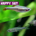 (熱帯魚 生体)【ハッピーセット】ゼブラダニオ・レオパードダニオミックス(SSサイズ　約0.5-1c ...