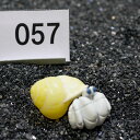 一点物 ヤドカリのお家 プレミアム 1個 ry057
