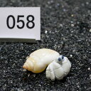 一点物 ヤドカリのお家 プレミアム 1個 ry058