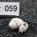 一点物 ヤドカリのお家 プレミアム 1個 ry059