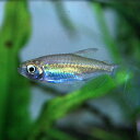 (ネオスセール) (熱帯魚)コンゴーテトラ (約2-3cm)(10匹)