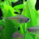 (熱帯魚 生体)ロージーテトラ (約3cm)(5匹)【水槽/熱帯魚/観賞魚/飼育】【生体】【通販/販売】【アクアリウム/あくありうむ】【小型】(4)