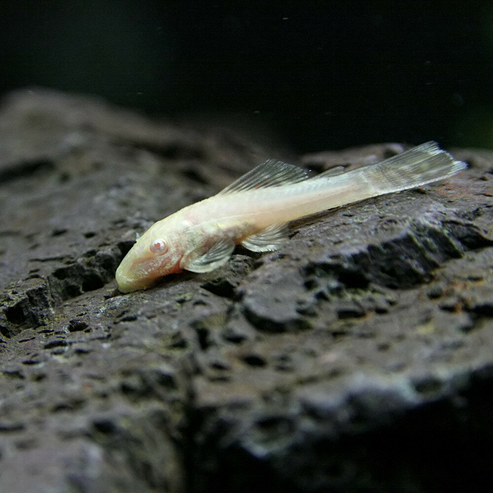 【 学名 】 Ancistrus 　 sp 　 【 最大 全長 】 約 12 cm 【 適正 水温 】 20 ～ 26 ℃ 【 水質 】 弱酸性 ～ 中性 【 分布 】 改良 品種 【 混 泳 】 温和 な 為 、 小型魚 と 混 泳 も 可能 です 【 当店 の 与え て いる 餌 】 プレコ 用 タブレット 【 その他 オススメ な 餌 】 沈下 性 人工 飼料 【 推奨 水槽 サイズ 】 45 cm ～ 【 特徴 】 アマゾン川 を 原産 と する ブッ シー プレコ の 幼魚 で 、 本種 は 、 アルビノ 個体 を 固定 し て 品種 化 し て い ます 。 アルビノ 個体 で ある 為 、 目 は 赤 で 、 黄色味 を 帯び た 白っぽい 体色 です 。 東南 アジア で ブリード さ れ た 個体 が コンスタント に 入荷 さ れ て い ます 。 幼魚期 は 特に 、 頭部 が 大きく 、 非常に 愛らしい 姿 で 人気 が あり ます 。 成長 する と 、 雄 個体 は 、 頭部 や 口 の 辺り に 突起物 と ヒゲ が 出 て き て ユーモラス な 姿 に なり ます 。 水槽 の 苔 を 食べ て くれ ます が 、 十分 で ない と 痩せ やすく 、 一旦 痩せ て しまう と 回復 さ せる の が 難しい の で 、 痩せ ない よう 普段 から 注意深く 観察 する と よい でしょ う 。 また 、 ブッ シー プレコ の 仲間 は 繁殖 も 可能 な の で 、 繁殖 の 入門 魚 と し て も 良い でしょ う 。 本種 は プレコ の 仲間 で 植物質 の 餌 を 好み ます ので 、 柔らかい 水草 は 食害 さ れる 可能性 が あり ます 。 【 繁殖 難易度 】 ★★☆☆☆ 【 入荷 頻度 】 毎週 定期 【 関連 キーワード 】 　▼ナマズオレンジ▼(熱帯魚)[fish]