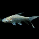 (熱帯魚 生体)パーカーホ(約6cm)(1匹)【水槽/熱帯魚/観賞魚/飼育】【生体】【通販/販売】【アクアリウム/あくありうむ】【小型】