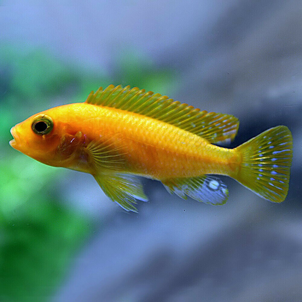 レッドゼブラシクリッド 【学名】 Pseudotropheus　Iombardoi 【最大全長】 約10cm 【適正水温】 22～26℃ 【水質】 中性～弱アルカリ性 【分布】 改良品種 【混泳】 気性が荒く、縄張り意識を持つため、シェルター等十分に作るとよいでしょう。数を多めに飼育すると縄張り意識が弱くなり、混泳が上手くいくこともあります。小型魚は捕食します。 【当店の与えている餌】 冷凍赤虫 【その他オススメな餌】 人工飼料 【推奨水槽サイズ】 60cm～ 【特徴】 ゴールデンゼブラシクリッドの改良品種です。オスもメスも明るいオレンジ色でとても美しく丈夫な名魚です。黄色っぽい個体や淡いオレンジ、赤に近いオレンジまで微妙にカラーが違う個体がいます。飼育は容易で、弱アルカリ性の水質を好みます。 【繁殖難易度】 【入荷頻度】 一ヶ月に一度 【関連キーワード】 ▼シクリッド赤▼シクリッドシマシマ▼(熱帯魚)[fish]