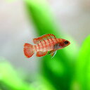 (熱帯魚)スカーレットジェム　（約1.5cm）（4匹）