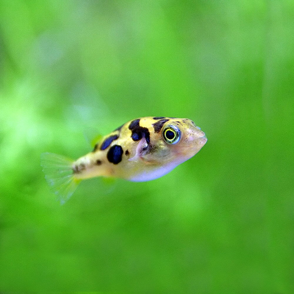 (熱帯魚 生体)アベニーパファー　（約1-1.5cm）（4匹）【水槽/熱帯魚/観賞魚/飼育】【生体】【通販/販売】【アクアリウム/あくありうむ】【小型】