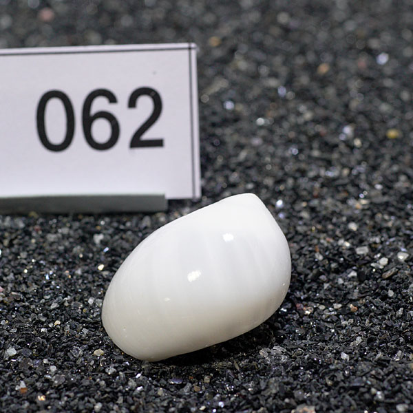 一点物　ヤドカリのお家　プレミアム　1個　ry062