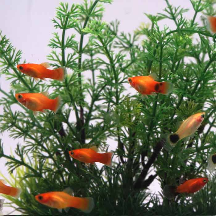 (熱帯魚 生体)ミックスミニプラティ　（約1-1.5cm）（20匹）