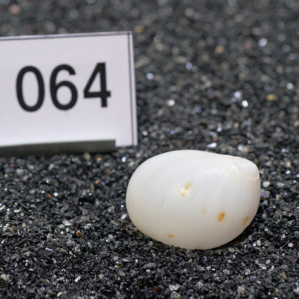 一点物　ヤドカリのお家　プレミアム　1個　ry064