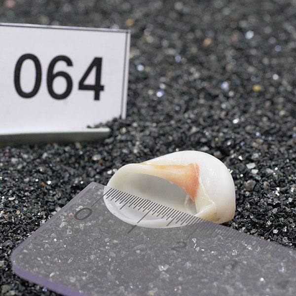 一点物　ヤドカリのお家　プレミアム　1個　ry064