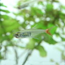 【 学名 】 Prionobrama filigera 【 最大 全長 】 約 6 cm 【 適正 水温 】 22 ～ 26 ℃ 【 水質 】 弱酸性 ～ 中性 【 分布 】 アマゾン 河 【 混 泳 】 温和 で 同 サイズ でし たら 問題 あり ませ ん 【 当店 の 与え て いる 餌 】 顆粒 状 飼料 【 その他 オススメ な 餌 】 冷凍 赤虫 、 フレーク 【 推奨 水槽 サイズ 】 30 cm ～ 【 特徴 】 透き通る よう な 透明 の 体 に 尾びれ の 赤色 、 尻 ビレ の 白色 の 縁取り が 爽やか な 印象 の ポピュラー な カラシン の 一種 です 。 東南 アジア から の ブリード 個体 が よく 出回り 、 飼育 も 容易 です が 夏場 の 高 水温 が 続く よう な 時 や 、 状態 が 悪く なっ た 時 は 透明 な 体 が 白く 濁っ て き て しまい ます 。 体 が 濁っ て しまっ た 場合 でも 、 正しく 換 水 で 対処 すれ ば 元 の 透明 な 体 に 戻り ます ので 早め の 対処 が 必要 に なり ます 。 普段 は 水面 付近 を よく 泳ぎ回り 見 て い て 飽き ない 種類 と いえる でしょ う 。 【 繁殖 難易度 】 ★★★☆☆ 【 入荷 頻度 】 毎週 定期 【 関連 キーワード [ f 499 - 999 ]▼(熱帯魚)[fish]