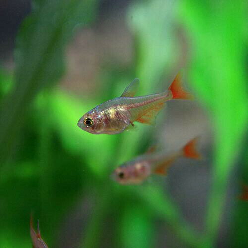 【 学名 】 Hyphessobrycon flammeus 【 最大 全長 】 約 3 cm 【 適正 水温 】 22 ～ 28 ℃ 【 水質 】 弱酸性 ～ 中性 【 分布 】 ブラジル 【 混 泳 】 温和 で 同 サイズ の 魚 と 混 泳 可能 です 【 当店 の 与え て いる 餌 】 フレーク 【 その他 オススメ な 餌 】 顆粒 状 飼料 【 推奨 水槽 サイズ 】 30 cm ～ 【 特徴 】 学名 flammeus は 明るい 燃える よう な 赤色 を 示し て おり 、 本種 は まさに その 色彩 を 持っ た 非常 に 美しい 魚 と いえる でしょ う 。 最初 は ぱっと し ない 感じ ですが この 色彩 は 飼い こむ こと に より 出 て き ます 。 東南 アジア の 養殖 個体 が コンスタント に 入荷 し て き て おり 入手 も 容易 です 。 飼育 も 容易 で 餌 も なんでも 食べ 、 性格 も 非常に 大人しい の で コミュニティ タンク 向け の 魚 と いえる でしょ う 。 水槽 内 で の 繁殖 も 十分 狙 え ます 。 【 繁殖 難易度 】 ★★☆☆☆ 【 入荷 頻度 】 1 ヶ月 に 1 度 位 【 関連 キーワード 】 [ f 0 - 499 ]▼(熱帯魚)