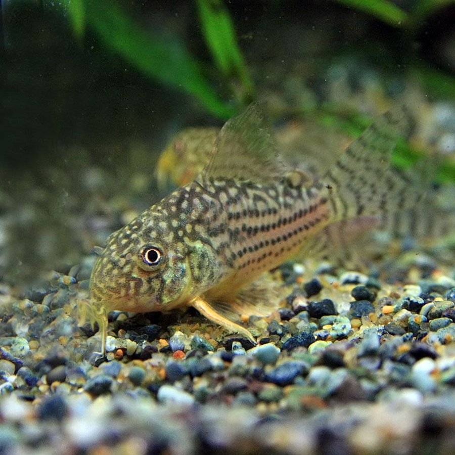 (熱帯魚 生体)コリドラス　ステルバイ　（約2-3cm）（1匹）