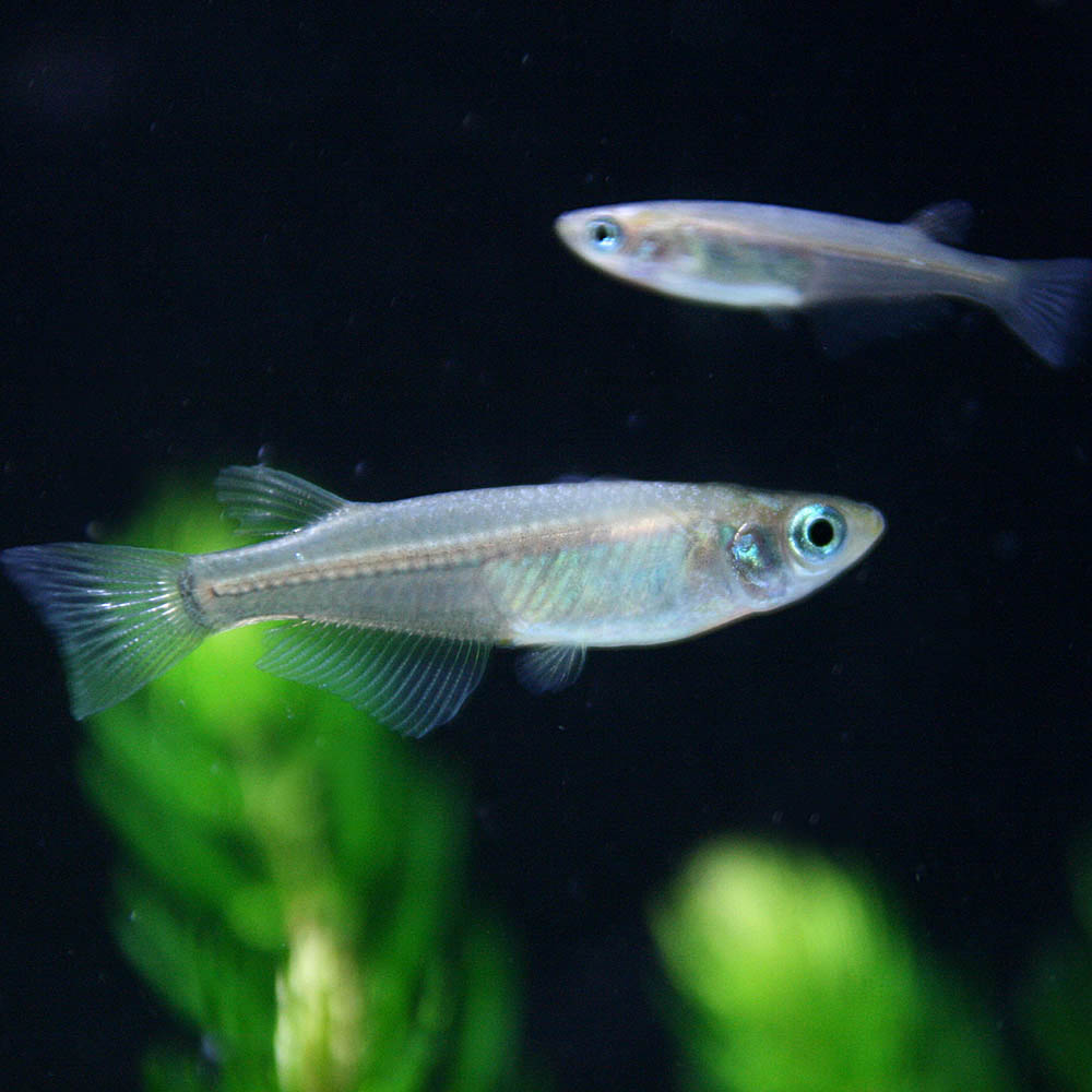 （めだか）クロメダカ　（約2-3cm）（20匹）【水槽/熱帯魚/観賞魚/飼育】【生体】【通販/販売】【アクアリウム/あくありうむ】【小型】