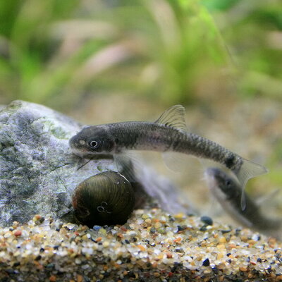 熱帯魚ガラルファ(約3cm)<1匹>