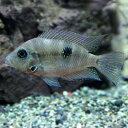 (熱帯魚 生体)ファイヤーマウスシクリッド (約5cm)(1匹)【水槽/熱帯魚/観賞魚/飼育】【生体】【通販/販売】【アクアリウム/あくありうむ】【小型】(4)
