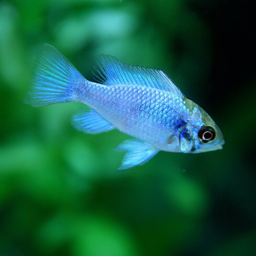 (熱帯魚)エレクトリックブルーラミレジィ　（約2-3cm）（1匹）【美しい熱帯魚】【水槽/熱帯魚/観賞魚/飼育】【生体】【通販/販売】【アクアリウム/あくありうむ】【小型】