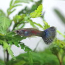 【学名】 Poecilia　reticulata　var． 【最大全長】 ♂約3～4cm ♀約4～6cm 【適正水温】 20～26℃ 【水質】 中性～弱アルカリ性 【分布】 改良品種 【混泳】 ヒレを齧る魚とは混泳できません 【当店の与えている餌】 顆粒状飼料 【その他オススメな餌】 冷凍赤虫、生餌 【推奨水槽サイズ】 30cm～ 【特徴】 東南アジア産のグッピーです。様々な品種が作出されており、優雅で美しい見た目から熱帯魚の代名詞的な存在で非常に人気が高いです。 水質は中性～弱アルカリ性が向いており、酸性に傾くと調子を崩しやすくなります。繁殖も容易で、繁殖を狙う際は、ペアのみの飼育で、フィルターも仔魚を吸い込まないものにするとよいでしょう。 ※国産、外産のグッピー、プラティと混泳させる場合は細菌性の疾病にかかりやすい為、導入前にトリートメントを行ってください。 【繁殖難易度】 ★☆☆☆☆ 【入荷頻度】 毎週定期 【関連キーワード】 ▼(熱帯魚) (外国産グッピー)[fish]