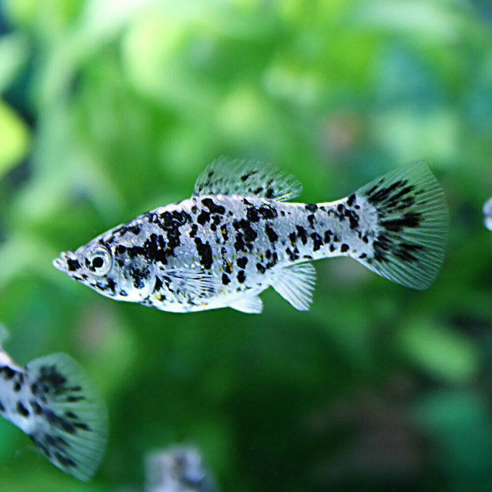 モーリーとはどんな熱帯魚 特徴や種類 飼育 繫殖方法を詳しく解説 暮らし の