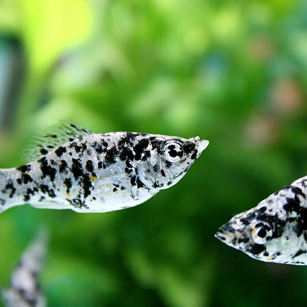 モーリーとはどんな熱帯魚 特徴や種類 飼育 繫殖方法を詳しく解説 暮らし の