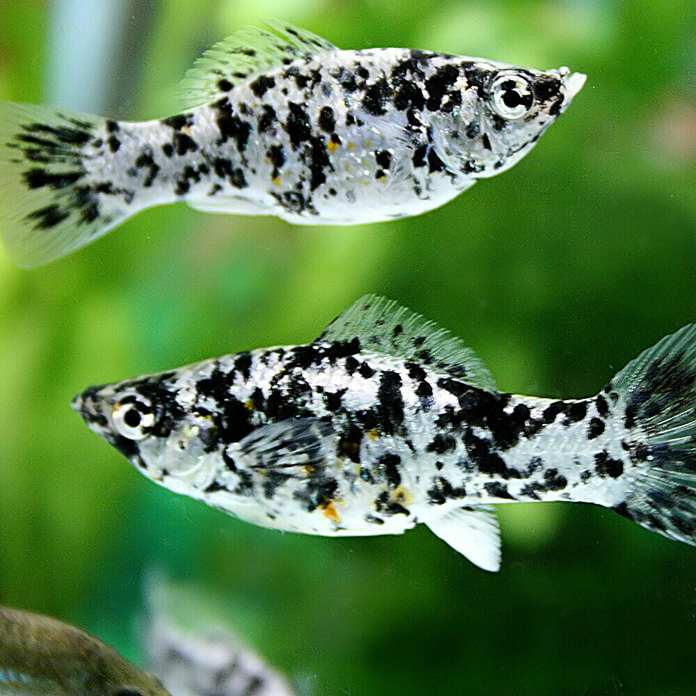 モーリーとはどんな熱帯魚 特徴や種類 飼育 繫殖方法を詳しく解説 暮らし の