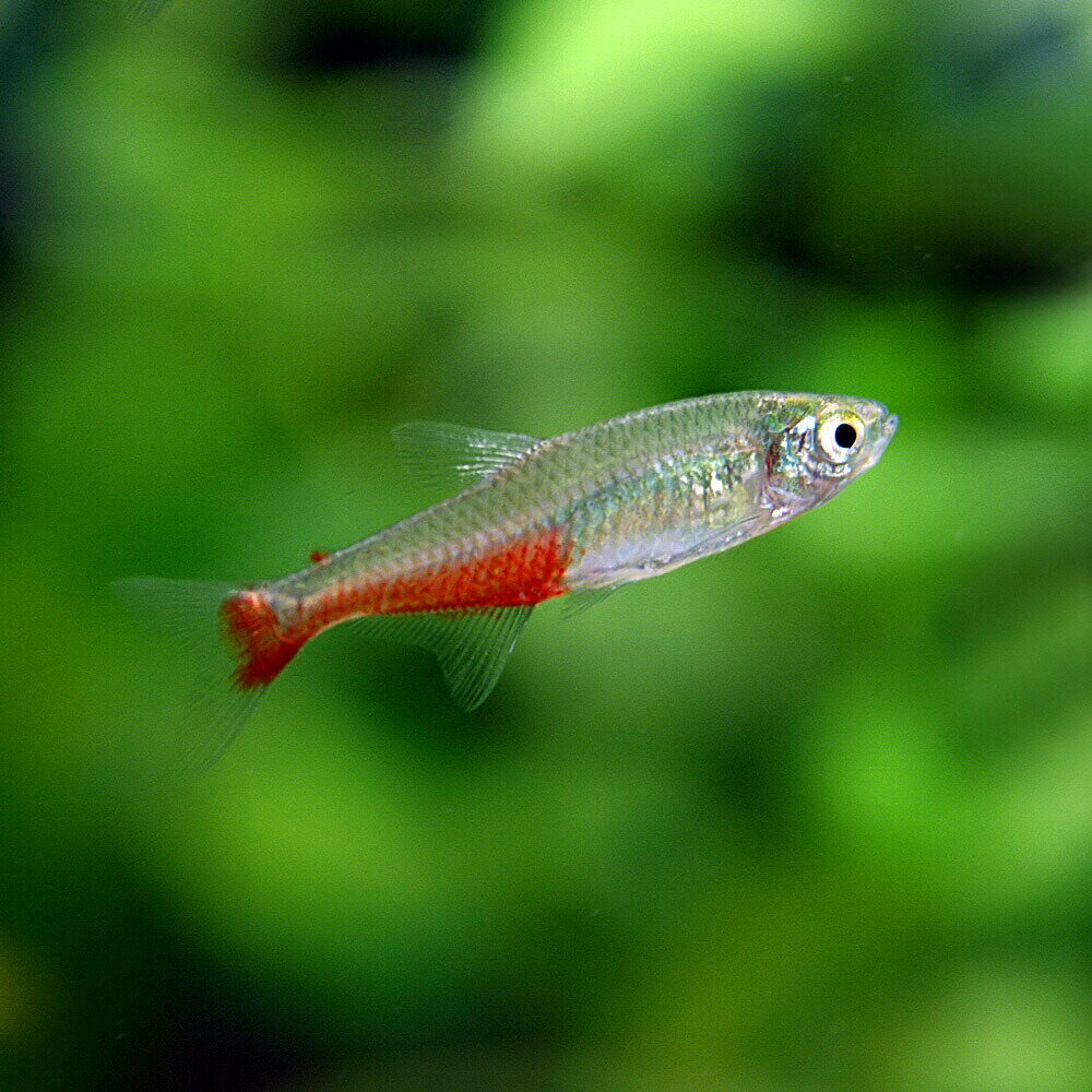 (ネオスセール)(熱帯魚 生体)グリーンファイヤーテトラ　（約3cm）（10匹）