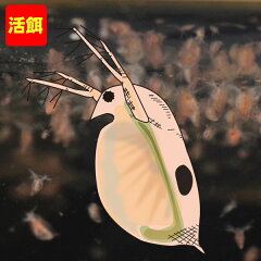 https://thumbnail.image.rakuten.co.jp/@0_mall/fish-neos/cabinet/71/a18-281214-71_1.jpg
