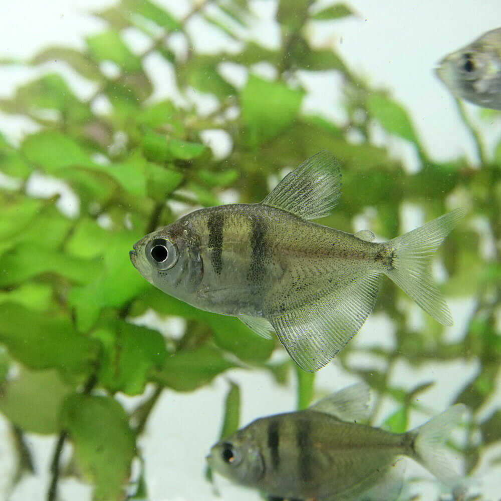 (熱帯魚 生体)ブラックテトラ　（約2cm）（10匹）【水槽/熱帯魚/観賞魚/飼育】【生体】【通販/販売】【アクアリウム/あくありうむ】【小型】