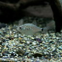 (熱帯魚 生体)ピラニアナッテリー　（約1.5-4cm）（1匹）【水槽/熱帯魚/観賞魚/飼育】【生体 ...