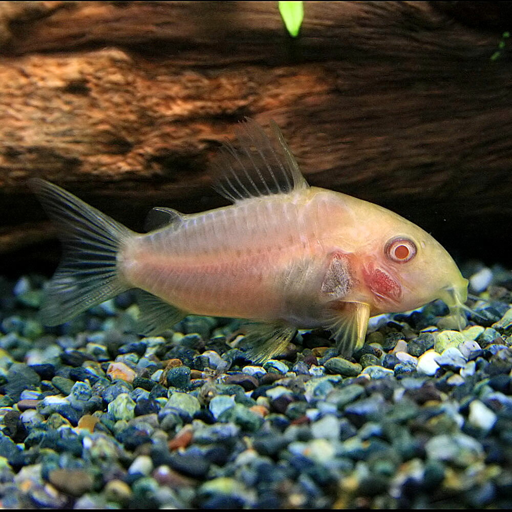 コリドラス　アルビノステルバイ【ブリード】 【 学名 】 Corydoras sterbai Var . 【 最大全長 】 6cm 【 分布 】 改良品種 【 水温 】 20～26℃ 【 水質 】 弱酸性～中性 【 餌 】 生餌(冷凍)・乾燥飼料・人工飼料 【 混泳 】 可能 【 特徴 】 コリドラスステルバイのアルビノ個体です。 飼育方法などはステルバイと同様です。以下ステルバイの飼育方法です。 ブラジル、グァポレ川を原産とする古くから人気のコリドラスの改良品種になります。 市場にはブリード個体がよく出回っています。 頭部に入るスポット模様には個体差があり、ブリード個体はこのスポットが大きい傾向にあるようです。 飼育は容易で餌も選り好み無く食べます。 水槽内での繁殖も可能で、粘着性の強い卵を、ガラス面や水草などに産みつけていきます。