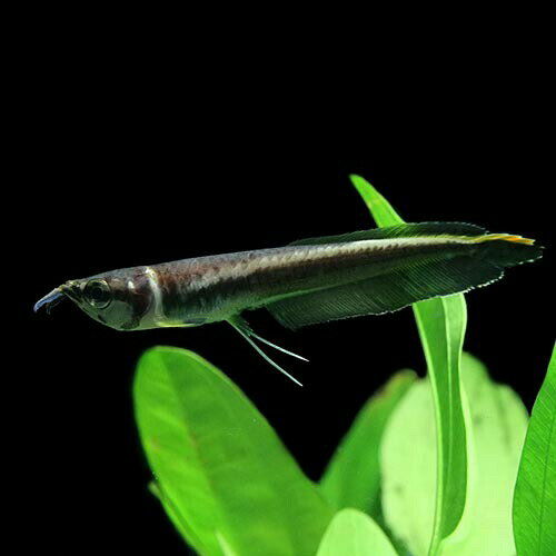 (熱帯魚 生体)ブラックアロワナ　Sサイズ（約6-7cm）（ベビー）（1匹）【水槽/熱帯魚/観賞魚/飼育】【生体】【通販/販売】【アクアリウム/あくありうむ】