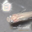 (めだか)白メダカ (約2-3cm)(10匹)【水槽/熱帯魚/観賞魚/飼育】【生体】【通販/販売】【アクアリウム/あくありうむ】【小型】