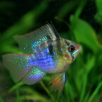 (熱帯魚 生体)バルーンラミレジィ　（約2.5-3cm）（1匹）【水槽/熱帯魚/観賞魚/飼育】【生体】【通販/販売】【アクアリウム/あくありうむ】【小型】