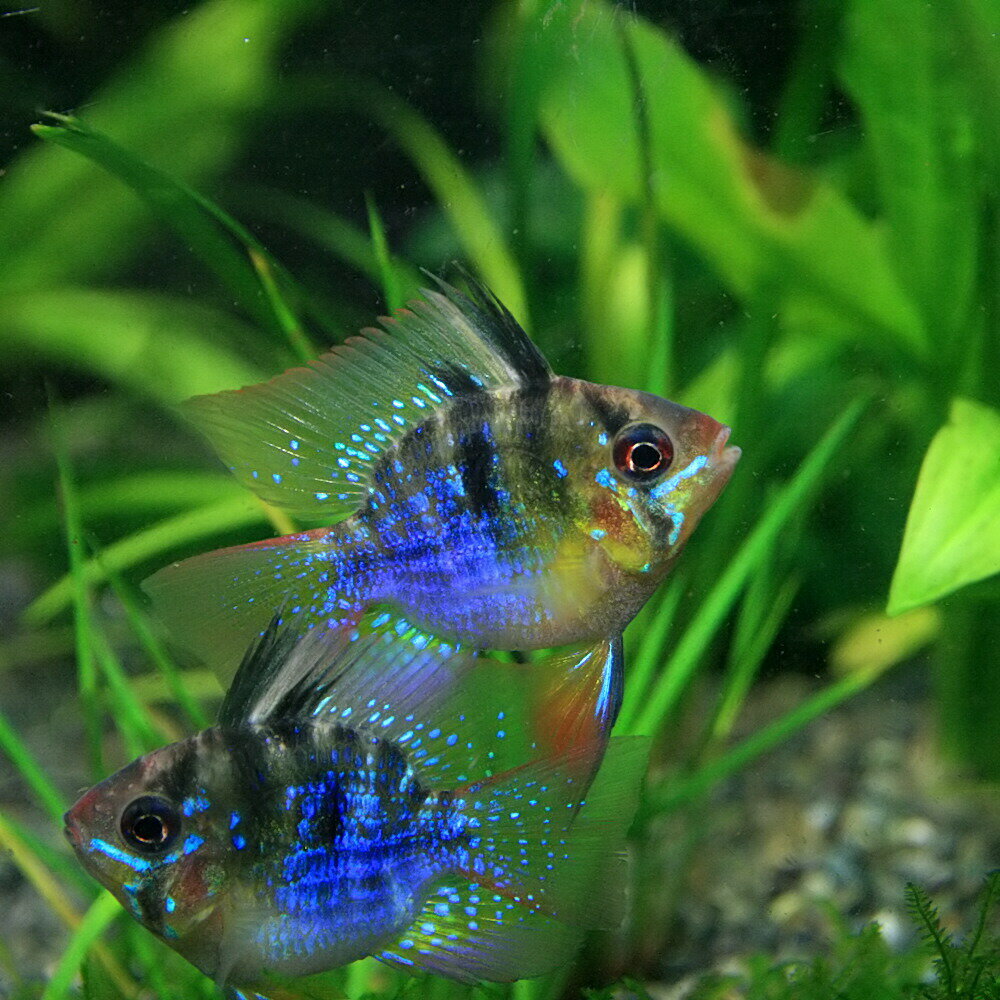 楽天市場 熱帯魚 生体 バルーンラミレジィ 約2 5 3cm 1匹 水槽 熱帯魚 観賞魚 飼育 生体 通販 販売 アクアリウム あくありうむ ネオス 楽天市場店 参考になるレビュー順 みんなのレビュー 口コミ 楽天市場 熱帯魚 生体 バルーンラミレジィ 約2 5 3cm 1匹 水槽 熱帯魚 観賞魚 飼育 生体 通販 販売 アクアリウム あくありうむ ネオス 楽天市場店 参考になるレビュー順 みんなのレビュー 口コミ