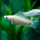 (熱帯魚 生体)シルバーセルフィンモーリー　（約5cm）（1ペア）【水槽/熱帯魚/観賞魚/飼育】【生 ...