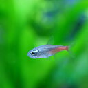 (熱帯魚 生体)ダイヤモンドヘッドネオンテトラ （約1.5-2cm）（5匹）【水槽/熱帯魚/観賞魚/飼育】【生体】【通販/販売】【アクアリウム/あくありうむ】【小型】