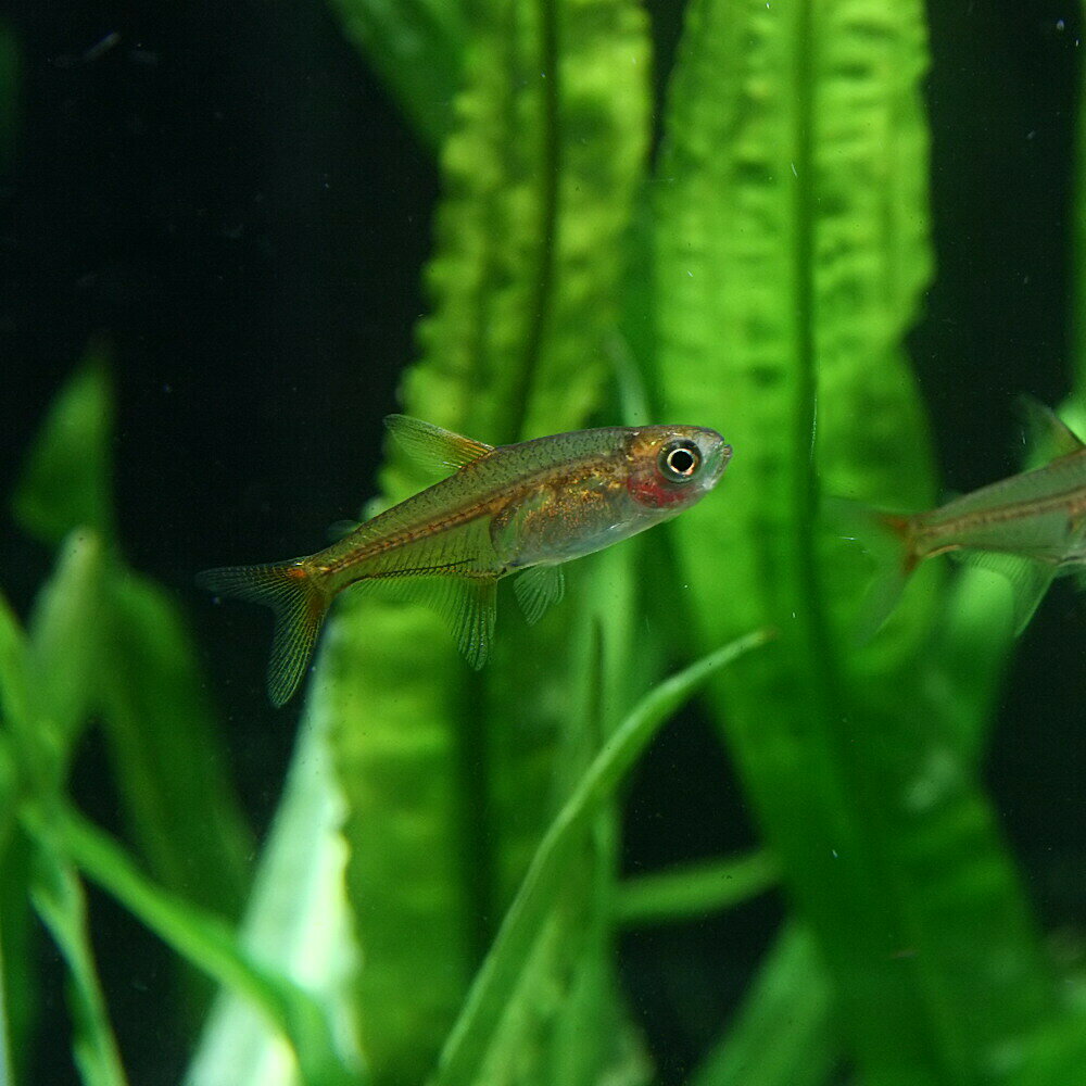 (ネオスセール)(熱帯魚 生体)レッドテトラ　（ファイヤーテトラ）　（約2cm）（10匹） fish-neos-10099363 ネオス 楽天市場店 サンプル画像2
