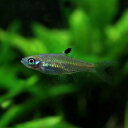 (熱帯魚 生体)ブルーアイラスボラ　（約1.5-2cm）（5匹）【水槽/熱帯魚/観賞魚/飼育】【生体 ...