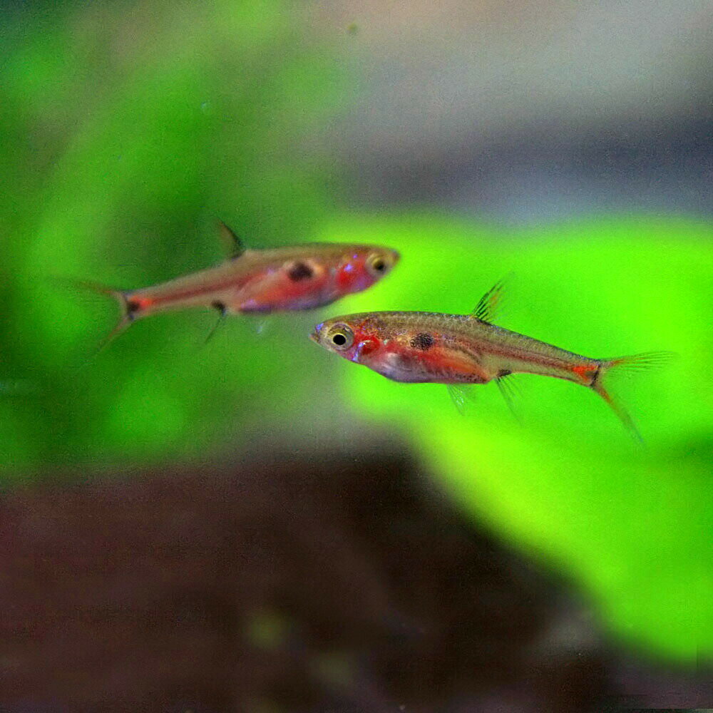 (熱帯魚)ボララス　マクラータ（約1.5cm）（10匹）【水槽/熱帯魚/観賞魚/飼育】【生体】...